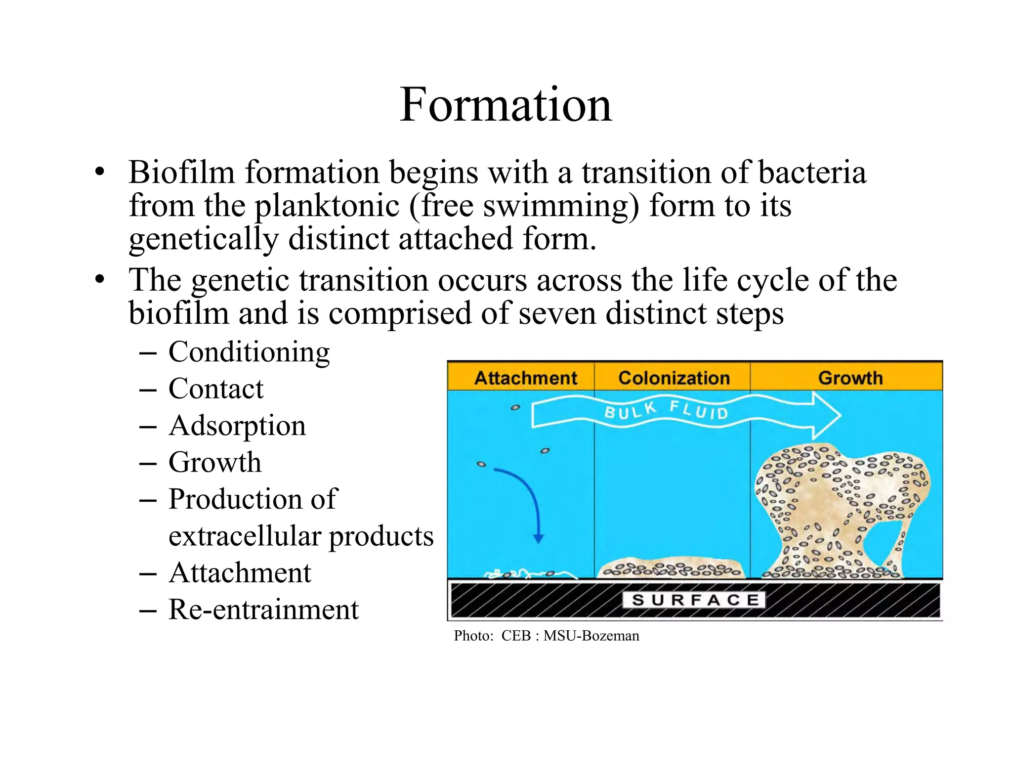 Formation
• Biofilm formation begins with a transition of bacteria
from the planktonic (free swimming) form to its
genetically distinct attached form
genetically distinct attached form.
• The genetic transition occurs across the life cycle of the
biofilm and is comprised of seven distinct steps
C di i i
– Conditioning
– Contact
– Adsorption
p
– Growth
– Production of
extracellular products
extracellular products
– Attachment
– Re-entrainment
Photo: CEB : MSU-Bozeman
Photo: CEB : MSU-Bozeman
 