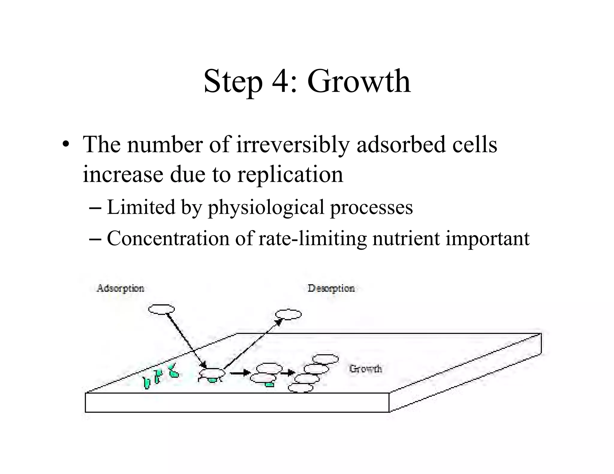 Step 4: Growth
Step 4: Growth
• The number of irreversibly adsorbed cells
The number of irreversibly adsorbed cells
increase due to replication
Limited by physiological processes
– Limited by physiological processes
– Concentration of rate-limiting nutrient important
 