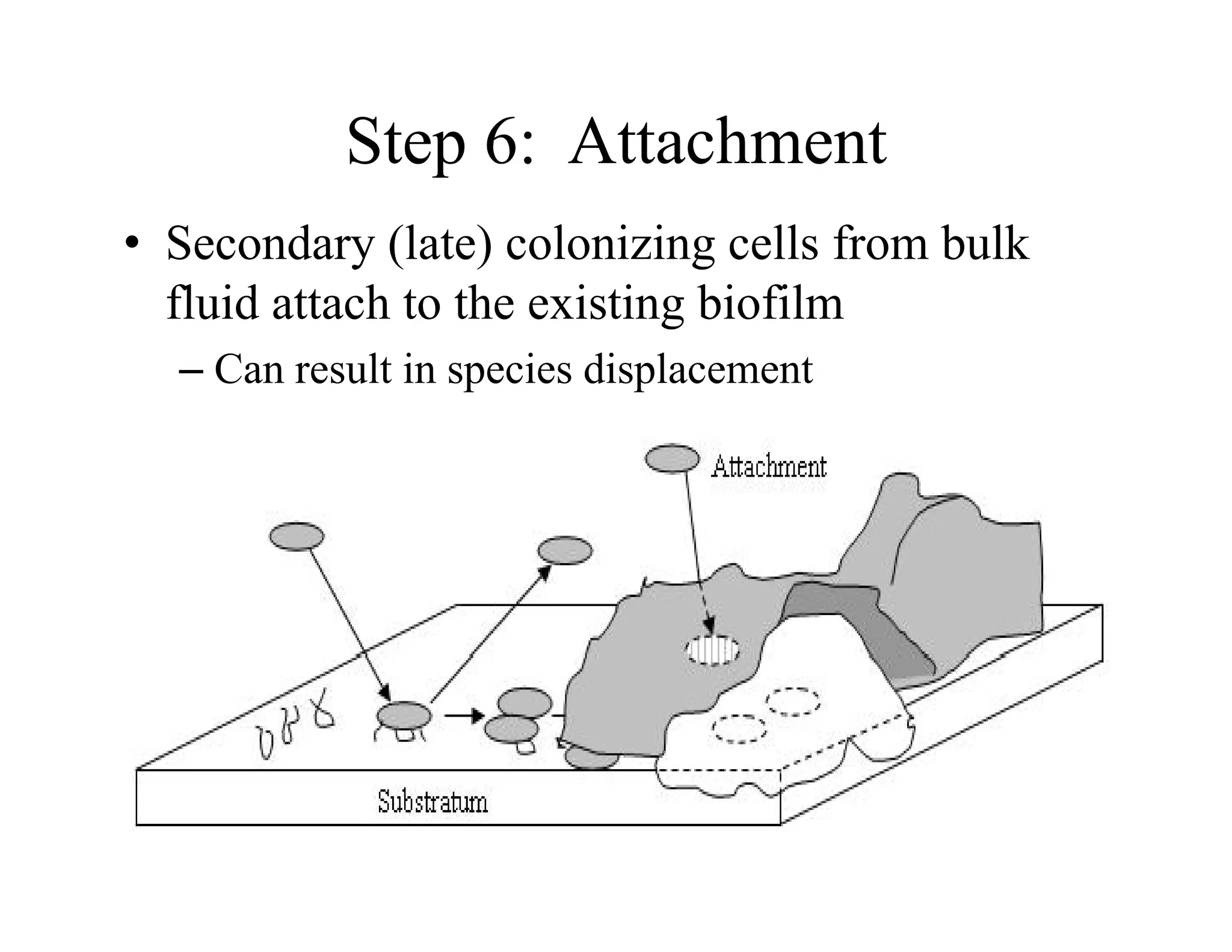 Step 6: Attachment
p
• Secondary (late) colonizing cells from bulk
fl id attach to the e isting biofilm
fluid attach to the existing biofilm
– Can result in species displacement
 