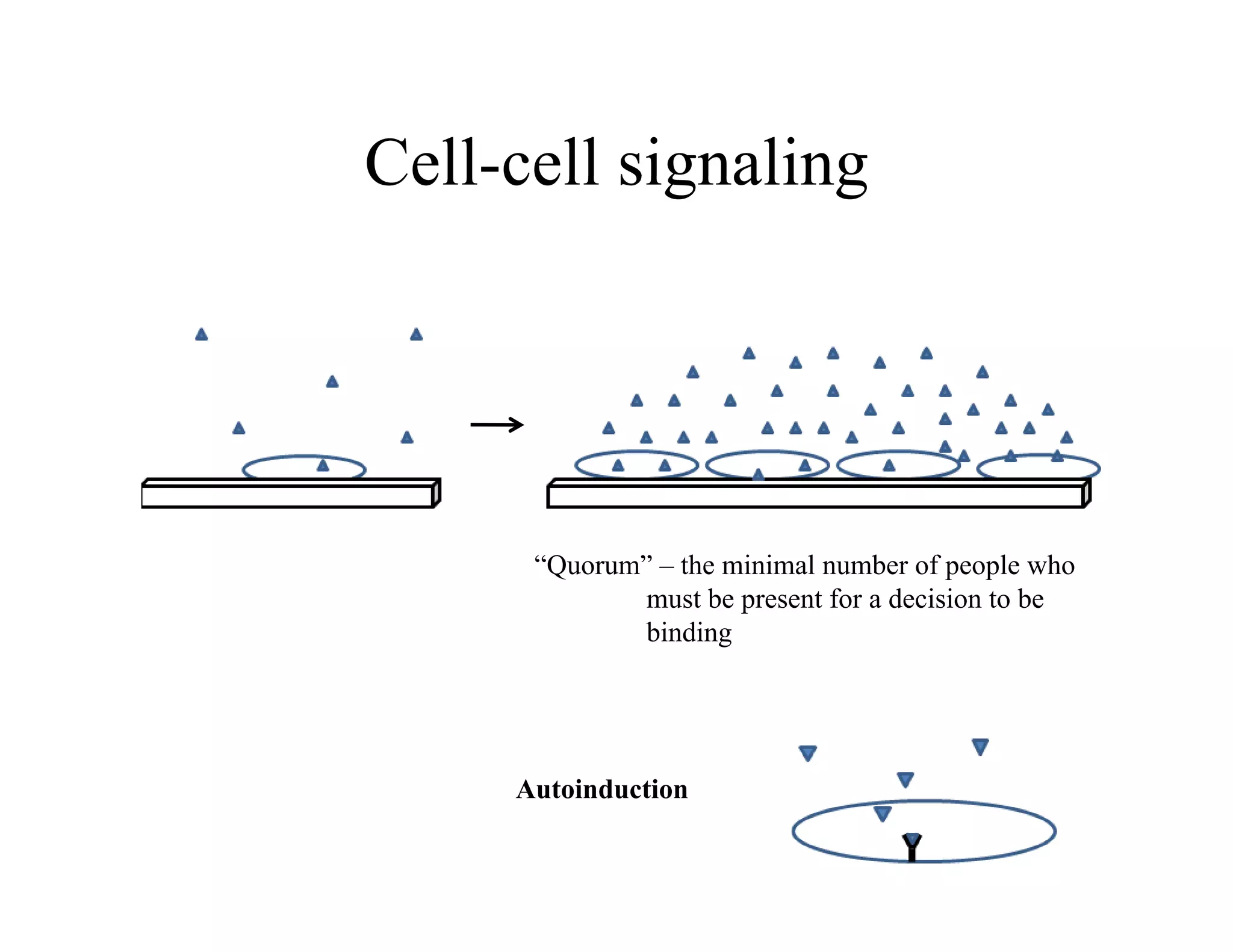 Cell-cell signaling
Cell cell signaling
“Quorum” – the minimal number of people who
must be present for a decision to be
binding
Autoinduction
 