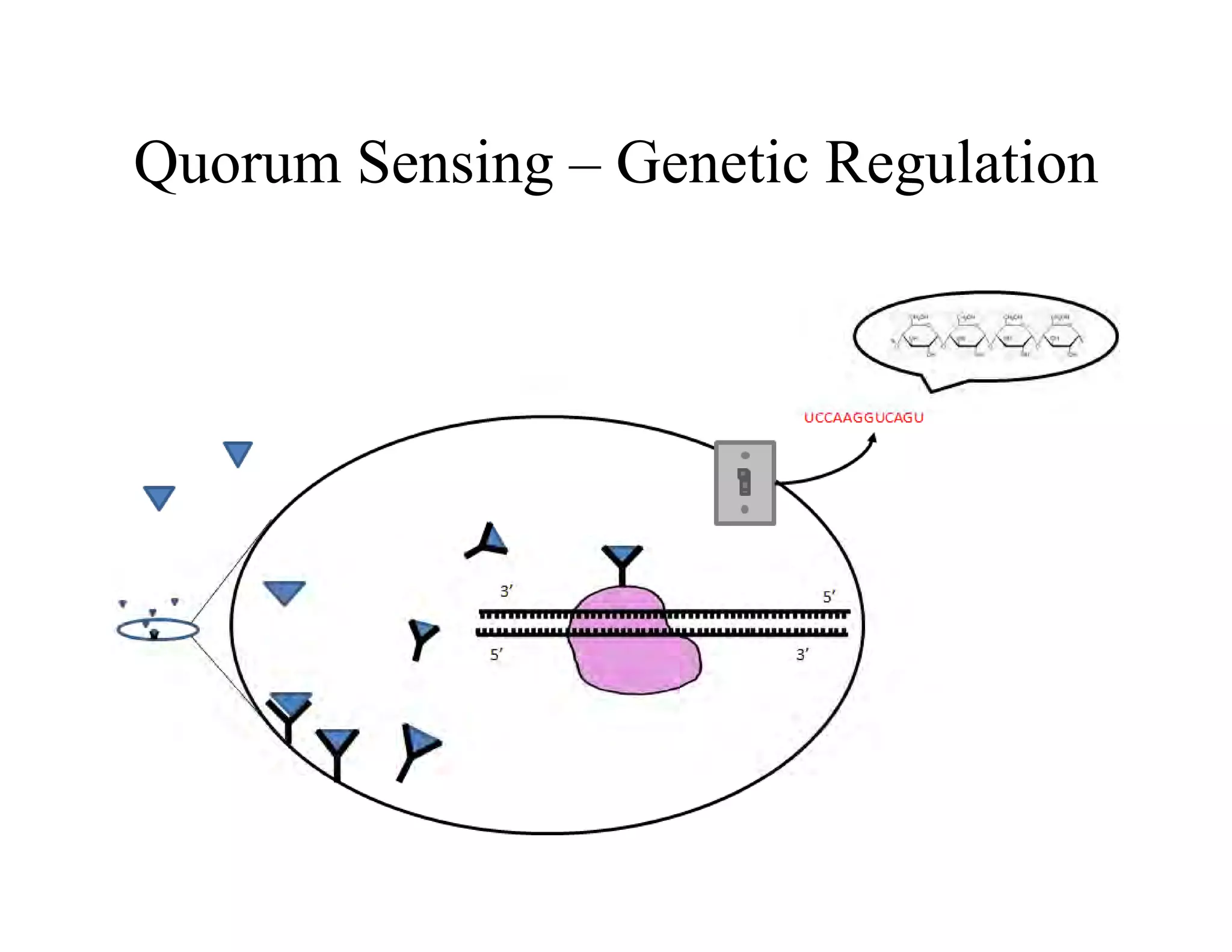 Quorum Sensing – Genetic Regulation
Quorum Sensing Genetic Regulation
 