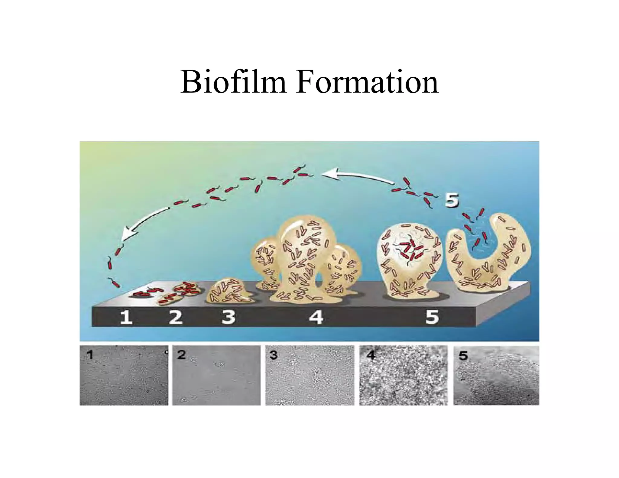 Biofilm Formation
Biofilm Formation
 