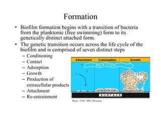 Formation
• Biofilm formation begins with a transition of bacteria
from the planktonic (free swimming) form to its
genetically distinct attached form
genetically distinct attached form.
• The genetic transition occurs across the life cycle of the
biofilm and is comprised of seven distinct steps
C di i i
– Conditioning
– Contact
– Adsorption
p
– Growth
– Production of
extracellular products
extracellular products
– Attachment
– Re-entrainment
Photo: CEB : MSU-Bozeman
Photo: CEB : MSU-Bozeman
 