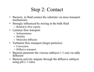 Step 2: Contact
• Bacteria in fluid contact the substrate via mass transport
mechanisms
• Strongly influenced by mixing in the bulk fluid
– Related to flow regime
• Laminar flow transport
p
– Sedimentation
– Motility
– Molecular diffusion
• Turbulent flow transport (larger particles)
– Convection
– Diffusive transport
– Diffusive transport
• Bacteria penetrate the viscous sublayer (~1 cm) via eddy
diffusion
• Bacteria acti el migrate thro gh the diff si e s bla er
• Bacteria actively migrate through the diffusive sublayer
using pili (~1 mm)
 