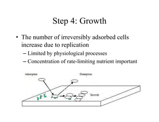 Step 4: Growth
Step 4: Growth
• The number of irreversibly adsorbed cells
The number of irreversibly adsorbed cells
increase due to replication
Limited by physiological processes
– Limited by physiological processes
– Concentration of rate-limiting nutrient important
 