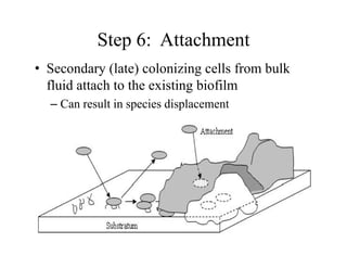Step 6: Attachment
p
• Secondary (late) colonizing cells from bulk
fl id attach to the e isting biofilm
fluid attach to the existing biofilm
– Can result in species displacement
 