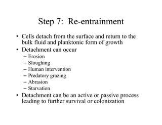 Step 7: Re-entrainment
Step 7: Re entrainment
• Cells detach from the surface and return to the
bulk fluid and planktonic form of growth
• Detachment can occur
E i
– Erosion
– Sloughing
– Human intervention
Human intervention
– Predatory grazing
– Abrasion
– Starvation
• Detachment can be an active or passive process
leading to further survival or colonization
leading to further survival or colonization
 