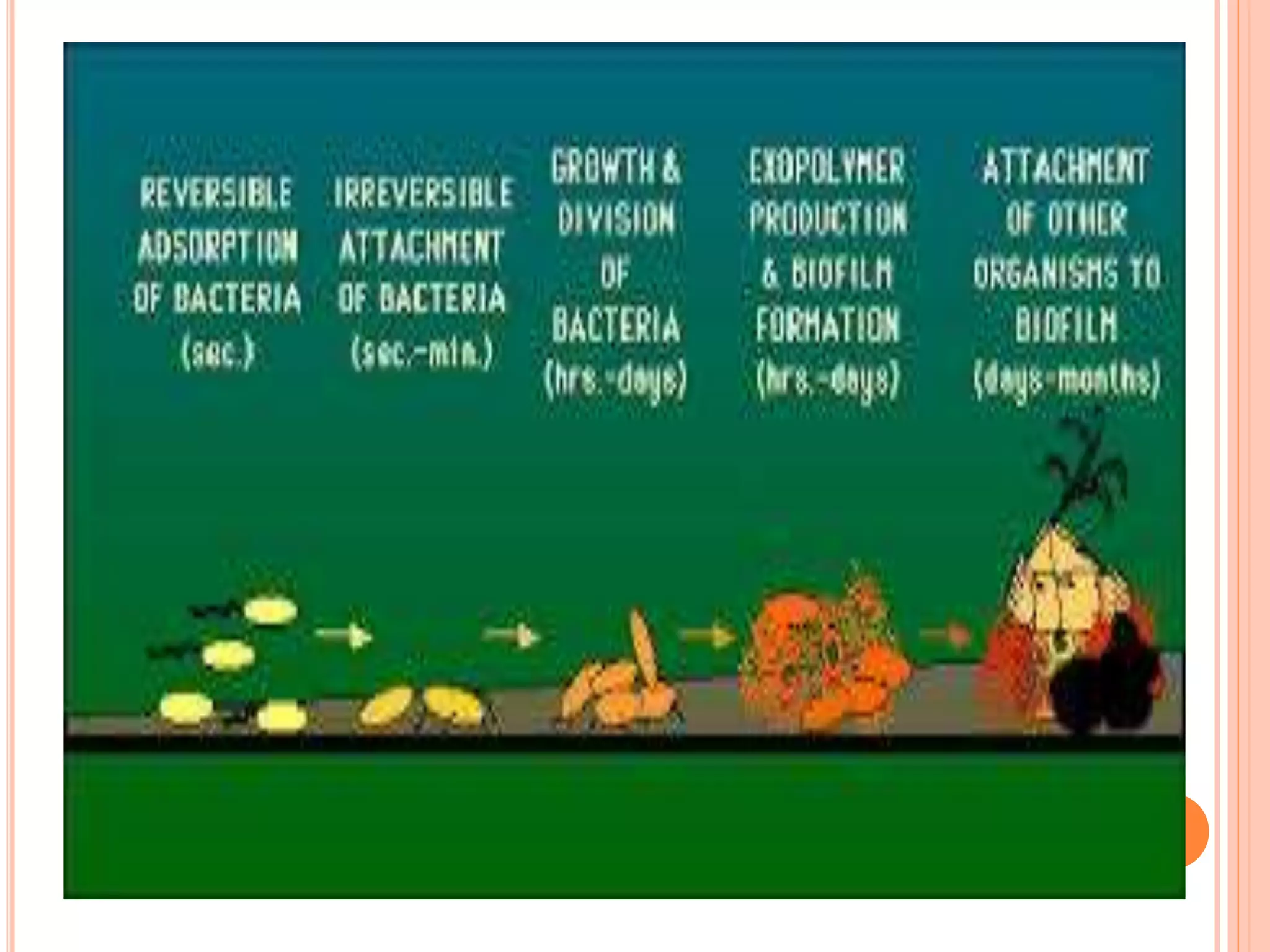 Biofilm in food industries 1 | PPTX