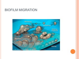 Migration Bio Formula BIOFILMS.pptx