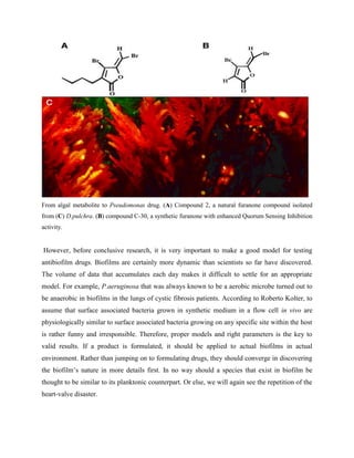 From algal metabolite to Pseudomonas drug. (A) Compound 2, a natural furanone compound isolated
from (C) D.pulchra. (B) compound C-30, a synthetic furanone with enhanced Quorum Sensing Inhibition
activity.


However, before conclusive research, it is very important to make a good model for testing
antibiofilm drugs. Biofilms are certainly more dynamic than scientists so far have discovered.
The volume of data that accumulates each day makes it difficult to settle for an appropriate
model. For example, P.aeruginosa that was always known to be a aerobic microbe turned out to
be anaerobic in biofilms in the lungs of cystic fibrosis patients. According to Roberto Kolter, to
assume that surface associated bacteria grown in synthetic medium in a flow cell in vivo are
physiologically similar to surface associated bacteria growing on any specific site within the host
is rather funny and irresponsible. Therefore, proper models and right parameters is the key to
valid results. If a product is formulated, it should be applied to actual biofilms in actual
environment. Rather than jumping on to formulating drugs, they should converge in discovering
the biofilm’s nature in more details first. In no way should a species that exist in biofilm be
thought to be similar to its planktonic counterpart. Or else, we will again see the repetition of the
heart-valve disaster.
 
