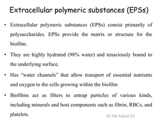 Extracellular polymeric substances (EPSs)
• Extracellular polymeric substances (EPSs) consist primarily of
polysaccharides. EPSs provide the matrix or structure for the
biofilm.
• They are highly hydrated (98% water) and tenaciously bound to
the underlying surface.
• Has “water channels” that allow transport of essential nutrients
and oxygen to the cells growing within the biofilm
• Biofilms act as filters to entrap particles of various kinds,
including minerals and host components such as fibrin, RBCs, and
platelets. Dr Md Ashraf Ali
 