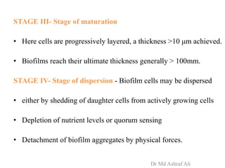 STAGE III- Stage of maturation
• Here cells are progressively layered, a thickness >10 μm achieved.
• Biofilms reach their ultimate thickness generally > 100mm.
STAGE IV- Stage of dispersion - Biofilm cells may be dispersed
• either by shedding of daughter cells from actively growing cells
• Depletion of nutrient levels or quorum sensing
• Detachment of biofilm aggregates by physical forces.
Dr Md Ashraf Ali
 