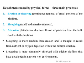 Detachment caused by physical forces – three main processes
1. Erosion or shearing (continuous removal of small portions of the
biofilm),
2. Sloughing (rapid and massive removal),
3. Abrasion (detachment due to collision of particles from the bulk
fluid with the biofilm).
• Sloughing is more random than erosion and is thought to result
from nutrient or oxygen depletion within the biofilm structure.
• Sloughing is more commonly observed with thicker biofilms that
have developed in nutrient-rich environments.
Dr Md Ashraf Ali
 
