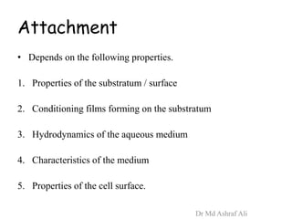 Attachment
• Depends on the following properties.
1. Properties of the substratum / surface
2. Conditioning films forming on the substratum
3. Hydrodynamics of the aqueous medium
4. Characteristics of the medium
5. Properties of the cell surface.
Dr Md Ashraf Ali
 