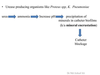• Urease producing organisms like Proteus spp, K. Pneumoniae
urea ammonia Increase pH precipitation of
minerals in catheter biofilms
(k/a mineral encrustation)
Catheter
blockage
Dr Md Ashraf Ali
 