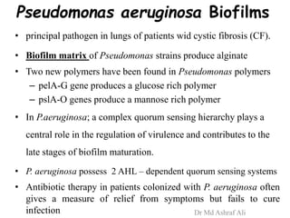 Pseudomonas aeruginosa Biofilms
• principal pathogen in lungs of patients wid cystic fibrosis (CF).
• Biofilm matrix of Pseudomonas strains produce alginate
• Two new polymers have been found in Pseudomonas polymers
– pelA-G gene produces a glucose rich polymer
– pslA-O genes produce a mannose rich polymer
• In P.aeruginosa; a complex quorum sensing hierarchy plays a
central role in the regulation of virulence and contributes to the
late stages of biofilm maturation.
• P. aeruginosa possess 2 AHL – dependent quorum sensing systems
• Antibiotic therapy in patients colonized with P. aeruginosa often
gives a measure of relief from symptoms but fails to cure
infection Dr Md Ashraf Ali
 
