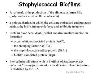 Staphylococcal Biofilms
• A hallmark is the production of the slime substance PIA
(polysaccharide intercellular adhesion)
• a polysaccharide, in which the cells are embedded and protected
against the host’s immune defence and antibiotic treatment
• Proteins have been identified that are also involved in biofilm
formation
– accumulation-associated protein (AAP),
– the clumping factor A (Clf A),
– the staphylococcal surface protein (SSP1)
– biofilm associated protein (Bap).
• Intercellular adhesions with in biofilms of Staphylococcus
epidermidis, a major cause of medical device related infections,
is mediated by the PIA
Dr Md Ashraf Ali
 