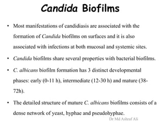 Candida Biofilms
• Most manifestations of candidiasis are associated with the
formation of Candida biofilms on surfaces and it is also
associated with infections at both mucosal and systemic sites.
• Candida biofilms share several properties with bacterial biofilms.
• C. albicans biofilm formation has 3 distinct developmental
phases: early (0-11 h), intermediate (12-30 h) and mature (38-
72h).
• The detailed structure of mature C. albicans biofilms consists of a
dense network of yeast, hyphae and pseudohyphae.
Dr Md Ashraf Ali
 