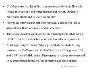 • C. dubliniensis has the ability to adhere to and form biofilms with
typical microcolony and water channel architecture similar to
bacterial biofilms and C. albicans biofilms.
• Indwelling intravascular catheters represent a risk factor that is
associated with nosocomial Candida infections.
• The devices become colonised by the microorganisms that form a
biofilm of cells, the detachment of which results in septicaemia.
• Antifungal drug resistance- Major genes that contribute to drug
resistance in C.albicans and C. dubliniensis are CDR genes (CDR 1
and CDR 2) and MDR genes. These genes have been demonstrated
to be upregulated during biofilm formation and development
Dr Md Ashraf Ali
 