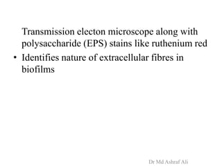 Transmission electon microscope along with
polysaccharide (EPS) stains like ruthenium red
• Identifies nature of extracellular fibres in
biofilms
Dr Md Ashraf Ali
 