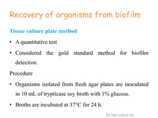 Recovery of organisms from biofilm
Tissue culture plate method
• A quantitative test
• Considered the gold standard method for biofilm
detection.
Procedure
• Organisms isolated from fresh agar plates are inoculated
in 10 mL of trypticase soy broth with 1% glucose.
• Broths are incubated at 37°C for 24 h.
Dr Md Ashraf Ali
 