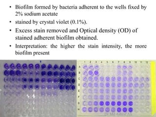 • Biofilm formed by bacteria adherent to the wells fixed by
2% sodium acetate
• stained by crystal violet (0.1%).
• Excess stain removed and Optical density (OD) of
stained adherent biofilm obtained.
• Interpretation: the higher the stain intensity, the more
biofilm present
Dr Md Ashraf Ali
 