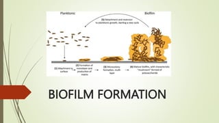 BIOFILM FORMATION
 