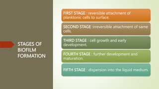 STAGES OF
BIOFILM
FORMATION
FIRST STAGE : reversible attachment of
planktonic cells to surface.
SECOND STAGE :irreversible attachment of same
cells.
THIRD STAGE : cell growth and early
development.
FOURTH STAGE : further development and
maturation.
FIFTH STAGE : dispersion into the liquid medium.
 