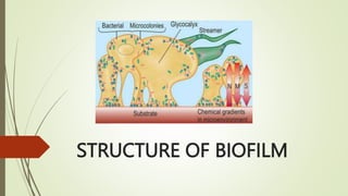 STRUCTURE OF BIOFILM
 