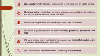 Basic structure : heterogeneous arrangement of microbial cells on a solid surface.
Glycocalyx matrix : extracellular polymeric substance surrounds the micro colonies
and anchors the bacterial cell to the substrate.
Biofilms are composed of about 80-85% EPS and only 15-20% cells.
EPS has its major components are polysaccharides , protein and extracellular DNA.
DNA.
EPS plays a major role in maintaining the integrity also it is highly hydrated and it
can prevent desiccation in some biofilms.
EPS can also act as a diffusion barrier , preventing toxic substance.
 