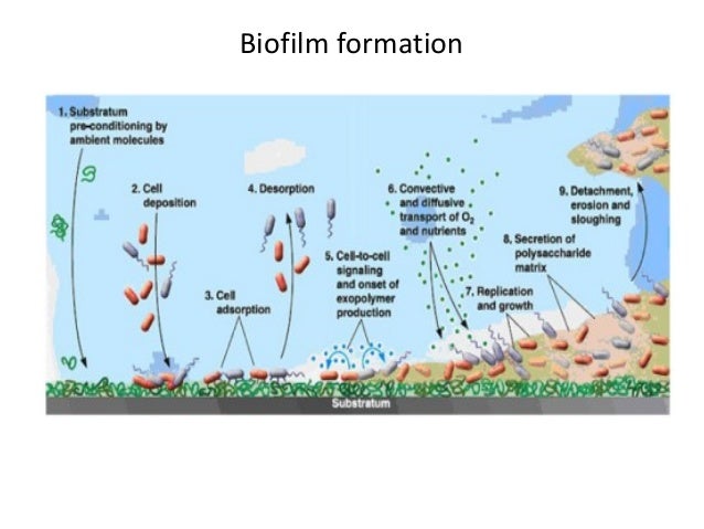 Biofilms