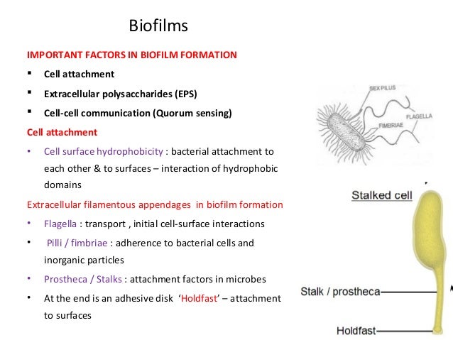 Biofilms