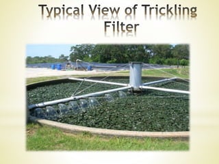 Biofiltration Raft Biofiltration | PPTX