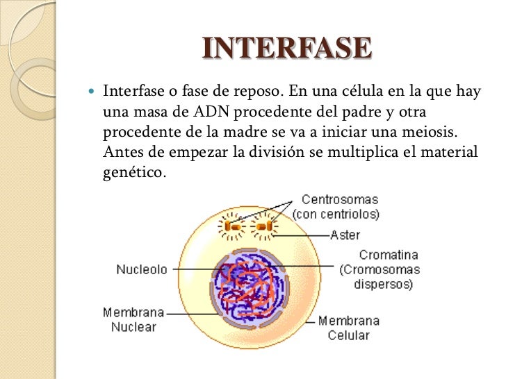 MEIOSIS