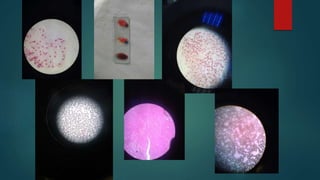 cell growth and mytosis
