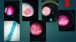 cell growth and mytosis
