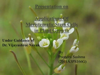 Presentation on 
Applications Of 
Meristematic Stem Cells 
in Plant Growth 
By 
Poondru Sushma 
(2011A3PS166G) 
Under Guidance of 
Dr. Vijayashree Nayak 
 