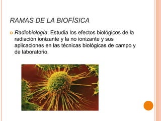 RAMAS DE LA BIOFÍSICA


Radiobiología: Estudia los efectos biológicos de la
radiación ionizante y la no ionizante y sus
aplicaciones en las técnicas biológicas de campo y
de laboratorio.

 
