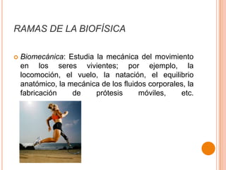 RAMAS DE LA BIOFÍSICA


Biomecánica: Estudia la mecánica del movimiento
en los seres vivientes; por ejemplo, la
locomoción, el vuelo, la natación, el equilibrio
anatómico, la mecánica de los fluidos corporales, la
fabricación
de
prótesis
móviles,
etc.

 