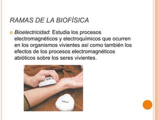 RAMAS DE LA BIOFÍSICA


Bioelectricidad: Estudia los procesos
electromagnéticos y electroquímicos que ocurren
en los organismos vivientes así como también los
efectos de los procesos electromagnéticos
abióticos sobre los seres vivientes.

 