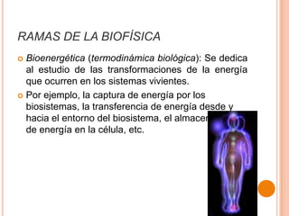 RAMAS DE LA BIOFÍSICA
Bioenergética (termodinámica biológica): Se dedica
al estudio de las transformaciones de la energía
que ocurren en los sistemas vivientes.
 Por ejemplo, la captura de energía por los
biosistemas, la transferencia de energía desde y
hacia el entorno del biosistema, el almacenamiento
de energía en la célula, etc.


 