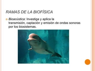 RAMAS DE LA BIOFÍSICA


Bioacústica: Investiga y aplica la
transmisión, captación y emisión de ondas sonoras
por los biosistemas.

 