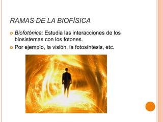 RAMAS DE LA BIOFÍSICA
Biofotónica: Estudia las interacciones de los
biosistemas con los fotones.
 Por ejemplo, la visión, la fotosíntesis, etc.


 