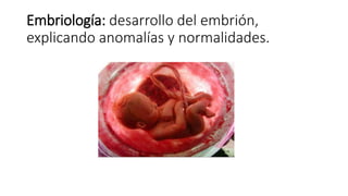 Embriología: desarrollo del embrión,
explicando anomalías y normalidades.
 