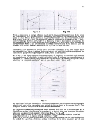 101
Fig. 43 a Fig. 43 b
Pero no solamente el campo eléctrico puede ser la causa del desplazamiento de los iones
en una solución, sino también cuando en ella hay una diferencia de concentración, en este
caso el soluto difunde de las zonas de mayor concentración a las de concentración menor.
Por lo tanto, si en un gráfico semejante al anterior representamos la concentración C de un
determinado tipo de iones en función de la distancia, éstos se desplazarán en ausencia del
campo eléctrico, como lo indican los vectores de la Fig. 43 b, de acuerdo con el gradiente de
concentración. Nótese, que en este caso el sentido del movimiento de los cationes y de los
aniones es el mismo, independientemente del signo de su carga eléctrica..
Ahora bien, si un determinado tipo de ion se encuentra sometido a la vez a los efectos de un
campo eléctrico y de un gradiente de concentración, su velocidad será la resultante de las
velocidades que produciría por separado cada uno de estos factores.
En la Fig. 44 se representan las concentraciones y el potencial, así como los dos vectores
componentes de la velocidad y el potencial, así como los 2 vectores correspondientes de la
velocidad, v1, determinado por el gradiente de concentración, y v2, determinado por el campo
eléctrico, y la velocidad resultante v para el caso de un catión y de un anión.
Fig. 44
La velocidad v con que se desplaza una determinada clase de ion determina la cantidad de
electricidad que estos transportan por unidad de tiempo (seg) y de sección (cm2
). Esta
magnitud recibe el nombre de densidad de corriente iónica.
La carga eléctrica Q transportada por n moles de iones está dada por la ecuación: Q = n.z.F
Si dividimos ambos miembros de la ecuación por el tiempo Δt en que el número de moles n
atraviesa una determinada sección obtenemos: Q/Δt = n / Δt.z.F
El primer miembro de la ecuación es la intensidad de la corriente i y el primer factor del
segundo miembro es el flujo de iones j, entonces: I = j.z.F
Como en el estudio de las propiedades de la membrana conviene con frecuencia referirse a
la unidad de superficie, dividimos ambos miembros de la última ecuación por el área
 