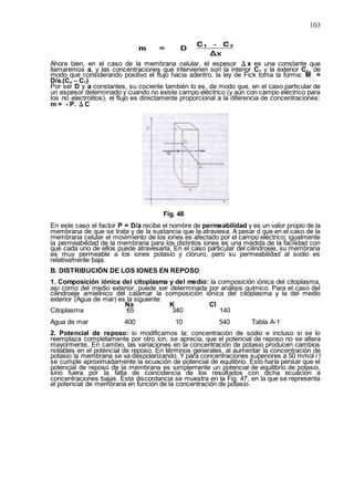 103
Ahora bien, en el caso de la membrana celular, el espesor Δx es una constante que
llamaremos a, y las concentraciones que intervienen son la interior C1 y la exterior Co, de
modo que considerando positivo el flujo hacia adentro, la ley de Fick toma la forma: M =
D/a.(Co – C1)
Por ser D y a constantes, su cociente también lo es, de modo que, en el caso particular de
un espesor determinado y cuando no existe campo eléctrico (y aún con campo eléctrico para
los no electrolitos), el flujo es directamente proporcional a la diferencia de concentraciones:
m = - P. ΔC
Fig. 46
En este caso el factor P = D/a recibe el nombre de permeabilidad y es un valor propio de la
membrana de que se trata y de la sustancia que la atraviesa. A pesar d que en el caso de la
membrana celular el movimiento de los iones es afectado por el campo eléctrico; igualmente
la permeabilidad de la membrana para los distintos iones es una medida de la facilidad con
que cada uno de ellos puede atravesarla. En el caso particular del cilindroeje, su membrana
es muy permeable a los iones potasio y cloruro, pero su permeabilidad al sodio es
relativamente baja.
B. DISTRIBUCIÓN DE LOS IONES EN REPOSO
1. Composición iónica del citoplasma y del medio: la composición iónica del citoplasma,
así como del medio exterior, puede ser determinada por análisis químico. Para el caso del
cilindroeje amielínico del calamar la composición iónica del citoplasma y la del medio
exterior (Agua de mar) es la siguiente:
Na K Cl
Citoplasma 65 340 140
Agua de mar 400 10 540 Tabla A-1
2. Potencial de reposo: si modificamos la; concentración de sodio e incluso si se lo
reemplaza completamente por otro ion, se aprecia, que el potencial de reposo no se altera
mayormente. En cambio, las variaciones en la concentración de potasio producen cambios
notables en el potencial de reposo. En términos generales, al aumentar la concentración de
potasio la membrana se va despolarizando. Y para concentraciones superiores a 50 mmol / l
se cumple aproximadamente la ecuación de potencial de equilibrio. Esto haría pensar que el
potencial de reposo de la membrana es simplemente un potencial de equilibrio de potasio,
sino fuera por la falta de coincidencia de los resultados con dicha ecuación a
concentraciones bajas. Esta discordancia se muestra en la Fig. 47, en la que se representa
el potencial de membrana en función de la concentración de potasio.
 