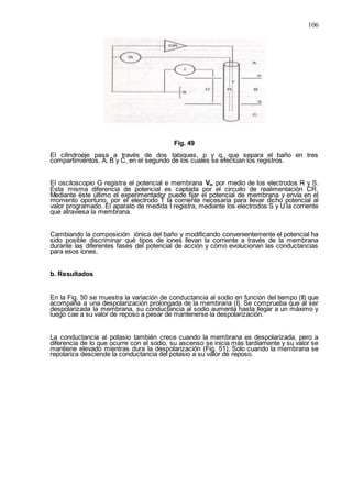 106
Fig. 49
El cilindroeje pasa a través de dos tabiques, p y q, que separa el baño en tres
compartimientos, A, B y C, en el segundo de los cuales se efectúan los registros.
El osciloscopio G registra el potencial e membrana Vm por medio de los electrodos R y S.
Esta misma diferencia de potencial es captada por el circuito de realimentación CR.
Mediante éste último el experimentador puede fijar el potencial de membrana y envía en el
momento oportuno, por el electrodo T la corriente necesaria para llevar dicho potencial al
valor programado. El aparato de medida I registra, mediante los electrodos S y U la corriente
que atraviesa la membrana.
Cambiando la composición iónica del baño y modificando convenientemente el potencial ha
sido posible discriminar qué tipos de iones llevan la corriente a través de la membrana
durante las diferentes fases del potencial de acción y cómo evolucionan las conductancias
para esos iones.
b. Resultados
En la Fig. 50 se muestra la variación de conductancia al sodio en función del tiempo (II) que
acompaña a una despolarización prolongada de la membrana (I). Se comprueba que al ser
despolarizada la membrana, su conductancia al sodio aumenta hasta llegar a un máximo y
luego cae a su valor de reposo a pesar de mantenerse la despolarización.
La conductancia al potasio también crece cuando la membrana es despolarizada, pero a
diferencia de lo que ocurre con el sodio, su ascenso se inicia más tardíamente y su valor se
mantiene elevado mientras dura la despolarización (Fig. 51). Solo cuando la membrana se
repolariza desciende la conductancia del potasio a su valor de reposo.
 