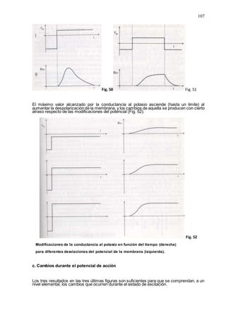 107
Fig. 50 Fig. 51
El máximo valor alcanzado por la conductancia al potasio asciende (hasta un límite) al
aumentar la despolarización de la membrana, y los cambios de aquella se producen con cierto
atraso respecto de las modificaciones del potencial (Fig. 52).
Fig. 52
Modificaciones de la conductancia al potasio en función del tiempo (derecha)
para diferentes desviaciones del potencial de la membrana (izquierda).
c. Cambios durante el potencial de acción
Los tres resultados en las tres últimas figuras son suficientes para que se comprendan, a un
nivel elemental, los cambios que ocurren durante el estado de excitación.
 
