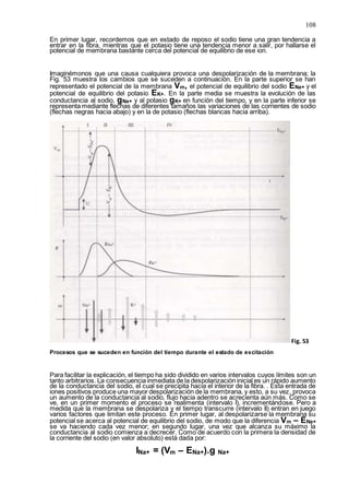 108
En primer lugar, recordemos que en estado de reposo el sodio tiene una gran tendencia a
entrar en la fibra, mientras que el potasio tiene una tendencia menor a salir, por hallarse el
potencial de membrana bastante cerca del potencial de equilibrio de ese ion.
Imaginémonos que una causa cualquiera provoca una despolarización de la membrana; la
Fig. 53 muestra los cambios que se suceden a continuación. En la parte superior se han
representado el potencial de la membrana Vm, el potencial de equilibrio del sodio ENa+ y el
potencial de equilibrio del potasio EK+. En la parte media se muestra la evolución de las
conductancia al sodio, gNa+ y al potasio gK+ en función del tiempo, y en la parte inferior se
representa mediante flechas de diferentes tamaños las variaciones de las corrientes de sodio
(flechas negras hacia abajo) y en la de potasio (flechas blancas hacia arriba).
Fig. 53
Procesos que se suceden en función del tiempo durante el estado de excitación
Para facilitar la explicación, el tiempo ha sido dividido en varios intervalos cuyos límites son un
tanto arbitrarios. La consecuencia inmediata de la despolarización inicial es un rápido aumento
de la conductancia del sodio, el cual se precipita hacia el interior de la fibra. . Esta entrada de
iones positivos produce una mayor despolarización de la membrana, y esto, a su vez, provoca
un aumento de la conductancia al sodio, flujo hacia adentro se acrecienta aún más. Como se
ve, en un primer momento el proceso se realimenta (intervalo I), incrementándose. Pero a
medida que la membrana se despolariza y el tiempo transcurre (intervalo II) entran en juego
varios factores que limitan este proceso. En primer lugar, al despolarizarse la membrana su
potencial se acerca al potencial de equilibrio del sodio, de modo que la diferencia Vm – ENa+
se va haciendo cada vez menor; en segundo lugar, una vez que alcanza su máximo la
conductancia al sodio comienza a decrecer. Como de acuerdo con la primera la densidad de
la corriente del sodio (en valor absoluto) está dada por:
INa+ = (Vm – ENa+).g Na+
 