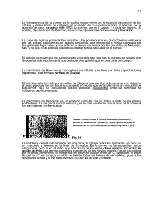 151
La transparencia de la cornea se la explica mayormente por la especial disposición de las
células y de las fibras de colágena en un medio de mucopolisacárdidos, y además por la
ausencia de vasos sanguíneo (Alder 1972). La cornea posee 6 capas: 1) capa de lágrima, 2)
epitelio, 3) membrana de Bowman, 4) estroma, 5)membrana de Descement, y 6) endotelio.
La capa de lágrima présenla tres estratos: Una posterior rica en glucoproteínas elaborada
por las células caliciformes del epitelio conjuntival, otra intermedia o hídrica secretada por
las glándulas lagrimales; y una anterior o oleosa secretada por las glándulas de Meibomio,
Molí y de Zeis. Esta película posibilita la claridad óptica adecuada de la córnea.
El epitelio es escamoso no queratinizado y estratificado, son casi 5 estratos de células peor
dispuestas más regularmente que cualquier otro epitelio igual en otra parte del cuerpo.
La membrana de Bowman es homogénea sin células y no tiene por tanto capacidad para
regenerarse. Está formada por fibras de colágena.
El estroma está formada por laminillas de colágena que son algo oblicuas unas con respecto
a otras, pero que se van haciendo paralelas a medida que se aproximan a la membrana de
Descemet. Aquí se encuentran células llamadas queratocitos entre las laminillas de
colágena, pero muy escasas.
La membrana de Descemet es un producto cuticular que se forma a partir de las células
endoteliales. Es en cierta medida elástica y es la más resistente que el resto de la córnea a
los traumatismos y enfermedades.
Fig. 54
El endotelio corneal está formado por una capa de células cuboides aplanadas, es decir es
un mesotelio y termina en la línea de Schwalbe. En la córnea no se encuentran vasos
sanguíneos, pero si en el limbo, que son ramas de los vasos ciliares anteriores, formándose las
arcadas del limbo. Los nervios cornéales son ramas de los nervios ciliares. Pasan a la córnea
por el limbo, penetrando la membrana de Bowman acaban entre las C. Epiteliales. A pesar
de que la córnea es muy sensible no existen todas las formas de sensibilidad, pues si los
receptores al dolo y al frío sonnumerosos,noloson los de calor y contacto.
Corte de lacorneanormal. E. Epitelio; B membrana de Bowman; S,
estroma; D, membrana de Descemet; Lacapade lagrimasno puedeser
demostradaen loscorteshidrostáticos(hematoxilinay eosina, X 115)
 